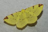 Opisthograptis luteolata