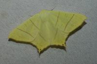 Ourapteryx sambucaria