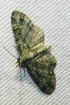 Pasiphila rectangulata
