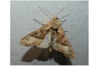 Phlogophora meticulosa