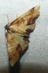 Plagodis dolabraria