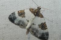 Plemyria rubiginata
