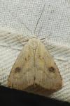 Rivula sericealis