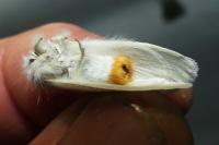 Sphrageidus similis