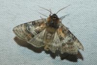 Tethea ocularis
