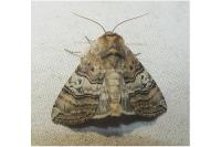 Tethea ocularis