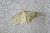 Idaea biselata