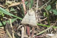 Charanyca trigrammica