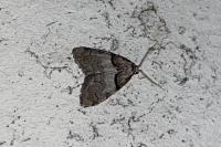 Nola cucullatella