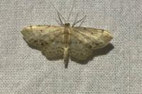 Idaea dimidiata