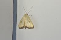 Rivula sericealis