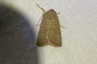 Hoplodrina ambigua