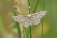 Idaea macilentaria
