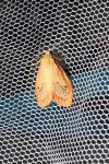 Miltochrista miniata