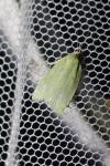 Tortrix viridana