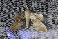 Laothoe populi