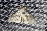 Calliteara pudibunda