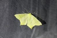 Ourapteryx sambucaria