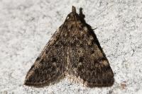 Aglossa pinguinalis