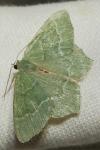 Hemithea aestivaria