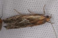 Eucosma cana
