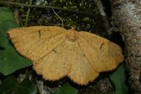 Angerona prunaria