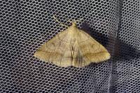 Zanclognatha lunalis