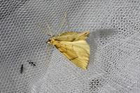 Gandaritis pyraliata