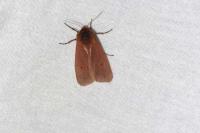Phragmatobia fuliginosa