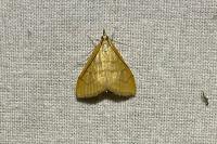 Anania crocealis