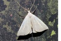 Macrochilo cribrumalis