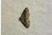 Xanthorhoe ferrugata
