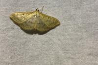 Patania ruralis