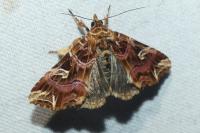 Callopistria juventina