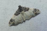 Catarhoe cuculata