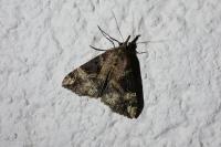 Hypena obsitalis