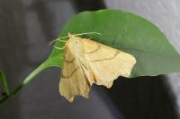 Ennomos erosaria