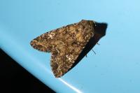 Mamestra brassicae