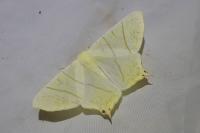 Ourapteryx sambucaria