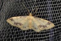 Idaea trigeminata