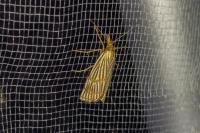 Chrysocrambus linetella