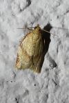 Clepsis consimilana