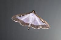 Cydalima perspectalis