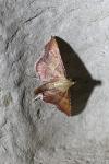 Endotricha flammealis