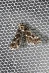 Diasemiopsis ramburialis