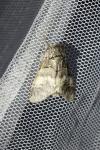 Drymonia querna