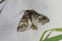 Drymonia querna