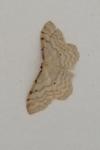 Idaea fuscovenosa