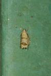Notocelia uddmanniana