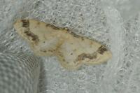 Idaea trigeminata